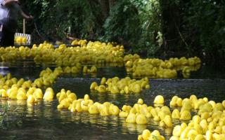 2,000 ducks will be released along the river