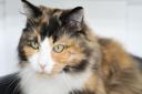 Mindy is a 7 year old Norwegian forest cross cat looking for a home  Picture: SARAH LUCY BROWN