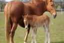 Her Majesty the Queens Suffolk Punch Whitton Poppy guards her new foal at Easton Farm Park.