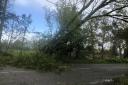 A fallen tree in Bramling Green, near Framlingham