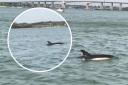 A dolphin was spotted near the Orwell Bridge this weekend.