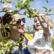 The National Trust is encouraging people to enjoy the blossom this spring