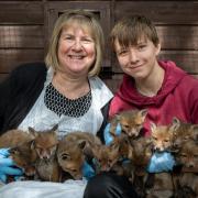 Ten foxes were found in Saxmundham