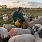 Photographer set to display 'Forty Farms' at The Food Museum