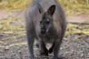 There have been sightings of wallabies in the wild in recent months
Picture: ANDREW MUTIMER