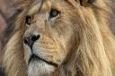 Colchester Zoo's last remaining lion is set to stay after a lioness died