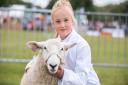 Matilda with her sheep on day two of the Suffolk Show