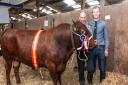 Red Poll Breed Champion : Hopeham Iron-Ore pictured with Rolf and James Marschalek of Stowmarket
