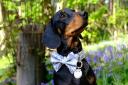 Cooper can often be seen wearing a bowtie collar when out and about with owner Danielle