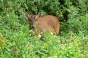 There have been reports of more muntjac deer being seen near roads during the lockdown. Picture: TIM STYGALL/iWITNESS