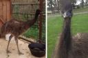 The escaped emu Eric, left, and Frankie Dettori's pet Bruce, right.