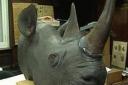 Castle museum rhino head with its horn taken shortly after the attempted theft.