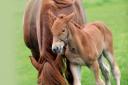 A rare Suffolk Punch foal has been born at Rede Hall Farm. Chris and Nigel Oakley with the foal and mother.