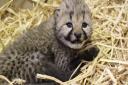 The tiny cheetah cubs at Colchester Zoo are now opening their eyes Picture: COLCHESTER ZOO