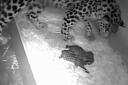 Esra the Amur leopard with her two new cubs at Colchester Zoo. Picture: COLCHESTER ZOO