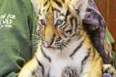 Three tiger cubs at Colchester Zoo have been named after a public vote Picture: COLCHESTER ZOO