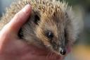 Suffolk Wildlife Trust is encouraging people to make their gardens hedgehog friendly. Picture: SIMON PARKER