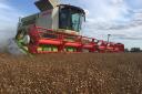The combine in action at Brian Barker's farm Picture: BRIAN BARKER