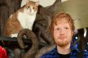 The new Madame Tussauds figure of Ed Sheeran is unveiled at Lady Dinah's Cat Emporium in London Picture: IAN WEST/PA WIRE