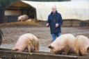 Bury St Edmunds pig consultant Peter Crichton with outdoor pigs. Picture: GREGG BROWN