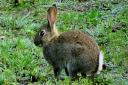 The VHD2 virus, which can kill rabbits in a matter of hours, affects both wild and domestic animals, vets warn. Picture: PAMELA BIDWELL