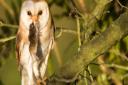 We have a pair of Barn Owls on our land I watch them hunting most days.