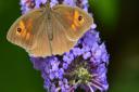 Butterfly in the garden - photo via iwitness24