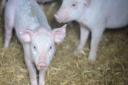 Suffolk farmer Darren Giles has had 287 pigs stolen in the last six months.