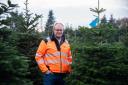 Simon Eddell, estate manager at the Rougham Estate near Bury St Edmunds, in one of its Christmas tree plantations