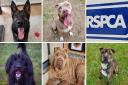 The dogs looking for their forever homes in Suffolk