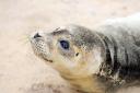 A seal pup has been injured in a suspected dog attack (file photo)