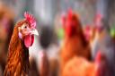 A farm's expansion will allow space for up to 308,000 chickens.