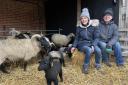 Lambing season has begun again at Kentwell Hall.