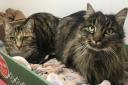 Can you provide a home for siblings Tomas and Tilly?
