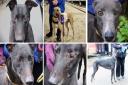 Suffolk’s Greyhound Trust calls for volunteers to adopt retired racing dogs, Greyhound Trust Suffolk