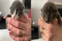 Two kittens found abandoned in a bin are being nursed back to health after half of their litter died.
