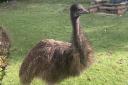 Rodney the runaway emu