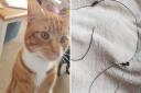 A pet cat escaped death after getting stuck in a fox snare