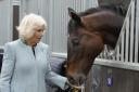Queen Camilla meets former racing horse Percy Toplis during a visit to The British Racing School in Newmarket, Suffolk