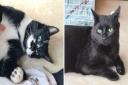 Charlie and Binx are a pair of brothers in search of a forever home