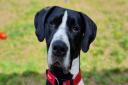 Milo the Great Dane is looking for a loving new home