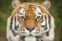 Anoushka the tiger at Colchester Zoo has died