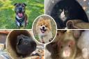 All of these animals are searching for their new homes in Suffolk