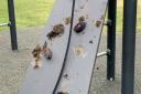 Poo smeared on the climbing wall at Pit Park in Sudbury