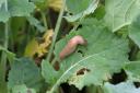 A slug on an oilseed rape crop