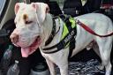 Dave the XL Bully, who Suffolk Animal Rescue are 'desperate' to rehome before the new laws come in