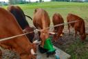 Cows drinking from pasture pumps