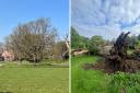 1,000 year old Nedging Oak fell due to recent storms