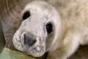 The seal pups have been rescued on the Norfolk coast
