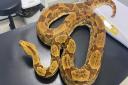 The six-foot snake was found in Shipdham